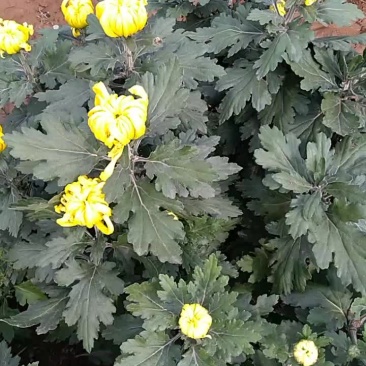 名菊，国光大黄球