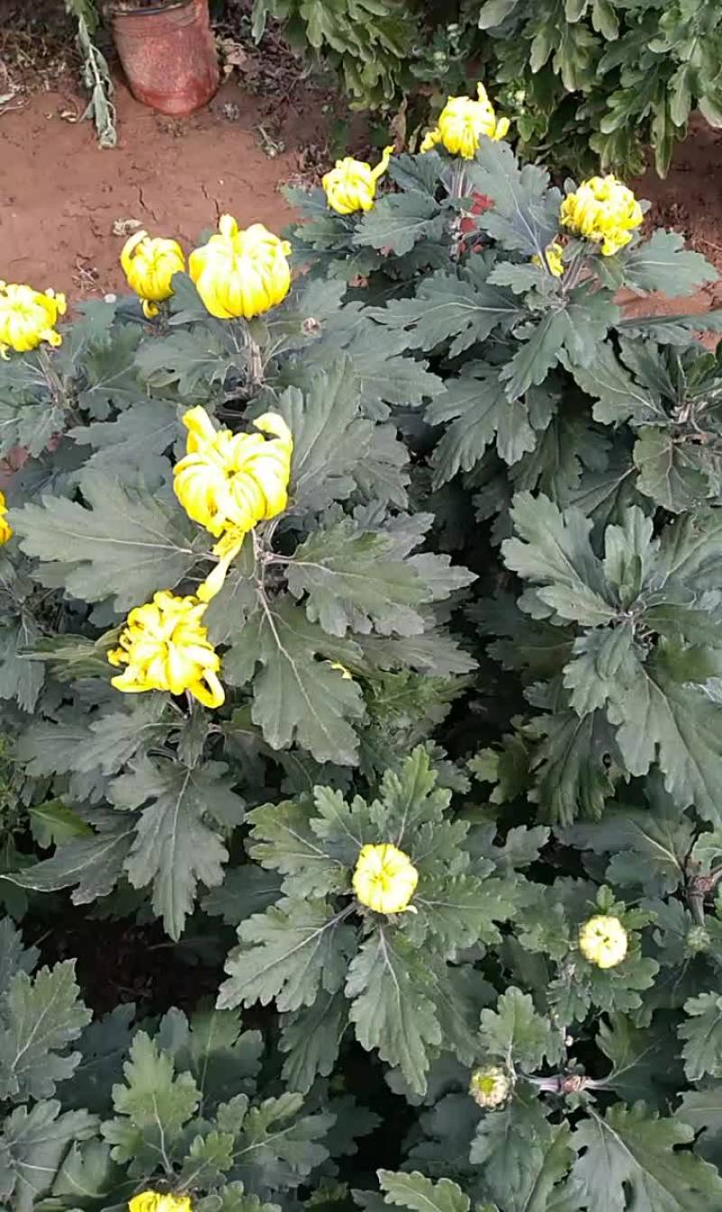 名菊，国光大黄球