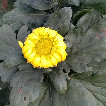 名菊，君子玉