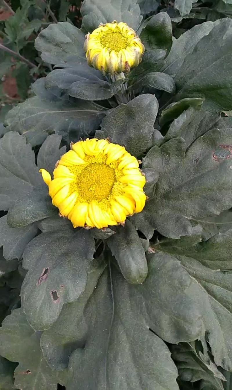 名菊，君子玉