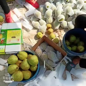莱阳梨