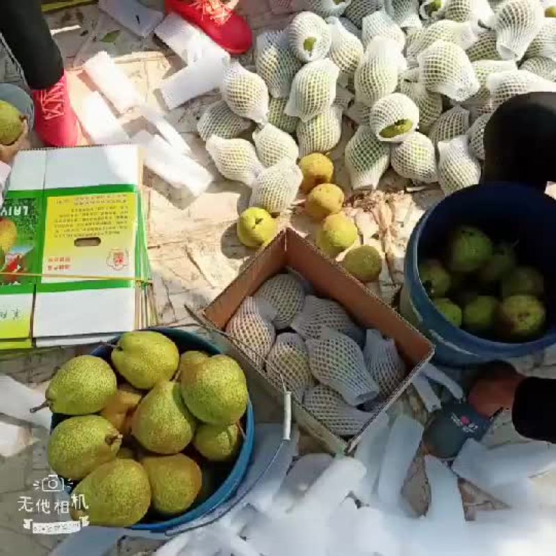 莱阳梨