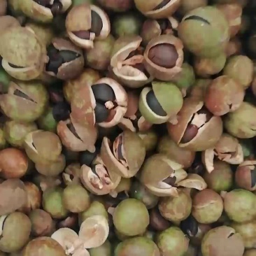 大量供应油茶青果