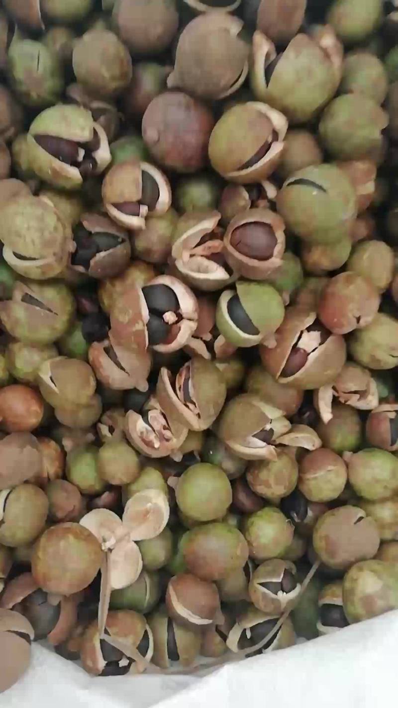 大量供应油茶青果