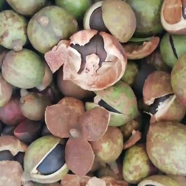 油茶鲜果