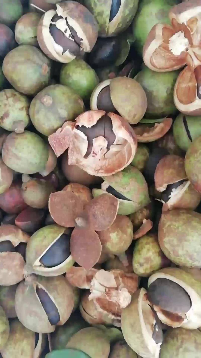 油茶鲜果