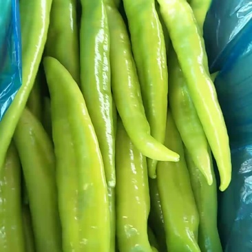 黄皮尖椒