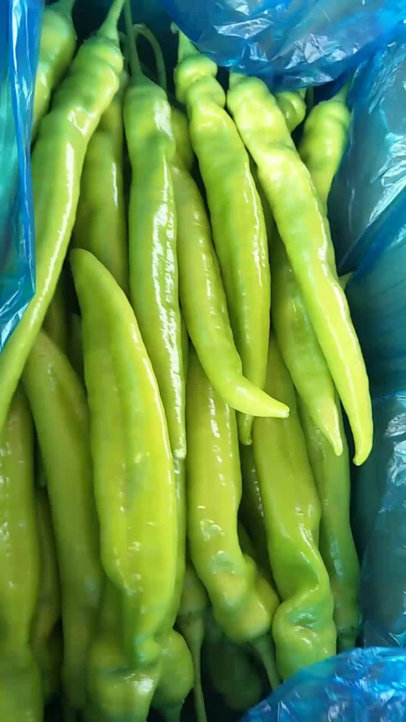 黄皮尖椒