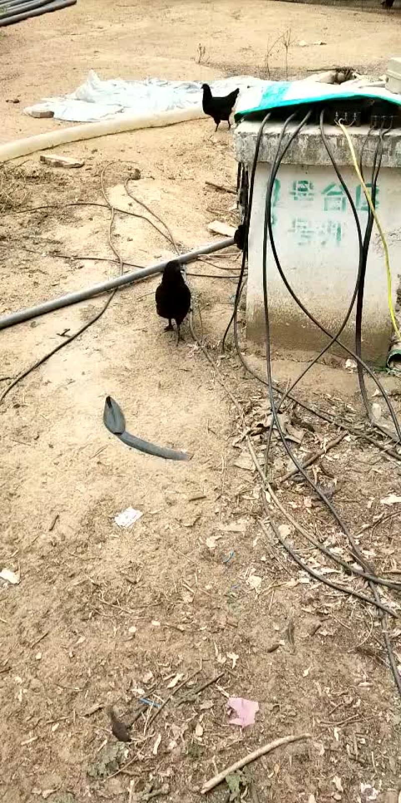 五黑鸡绿壳蛋
