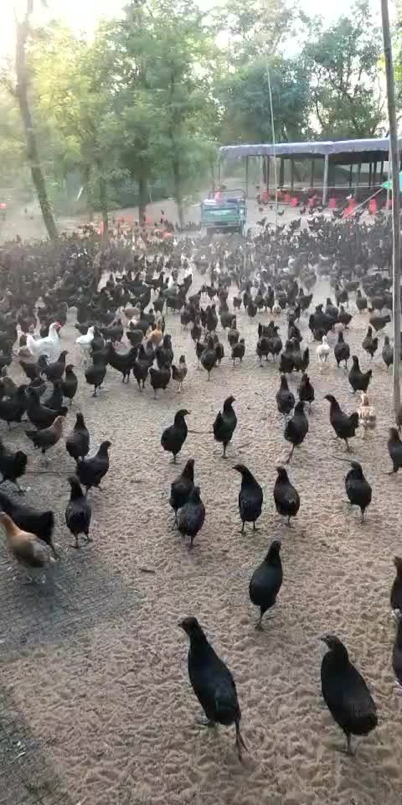 五黑鸡绿壳蛋