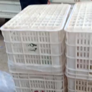 梨枣
