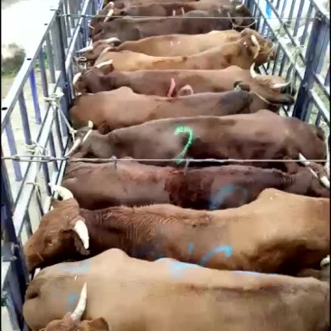 肉牛