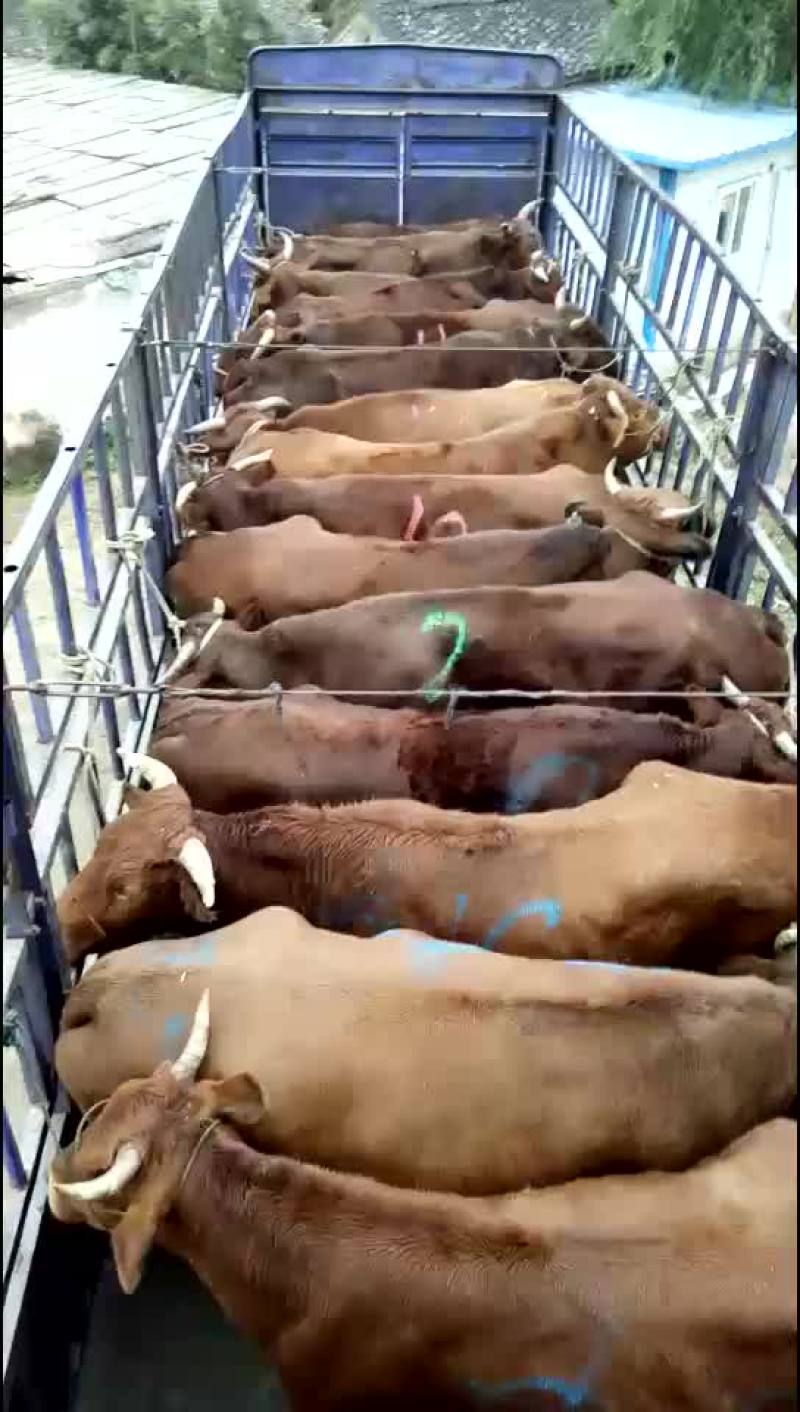 肉牛