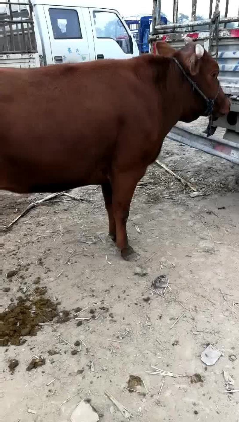 肉牛