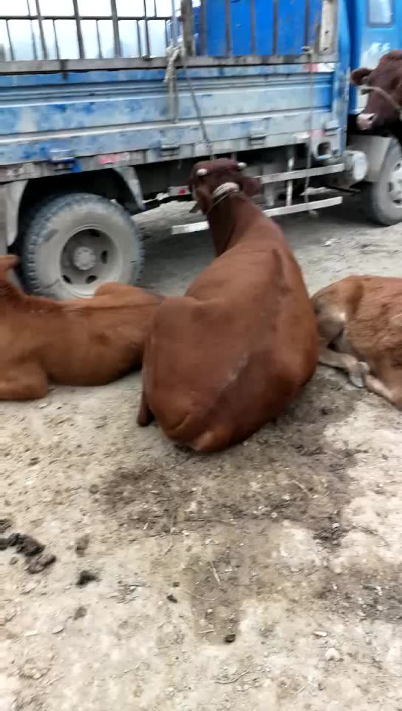 肉牛