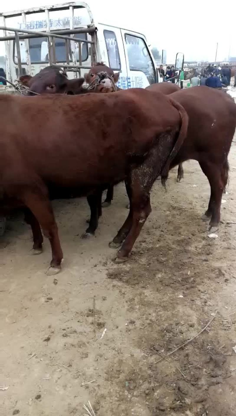 肉牛