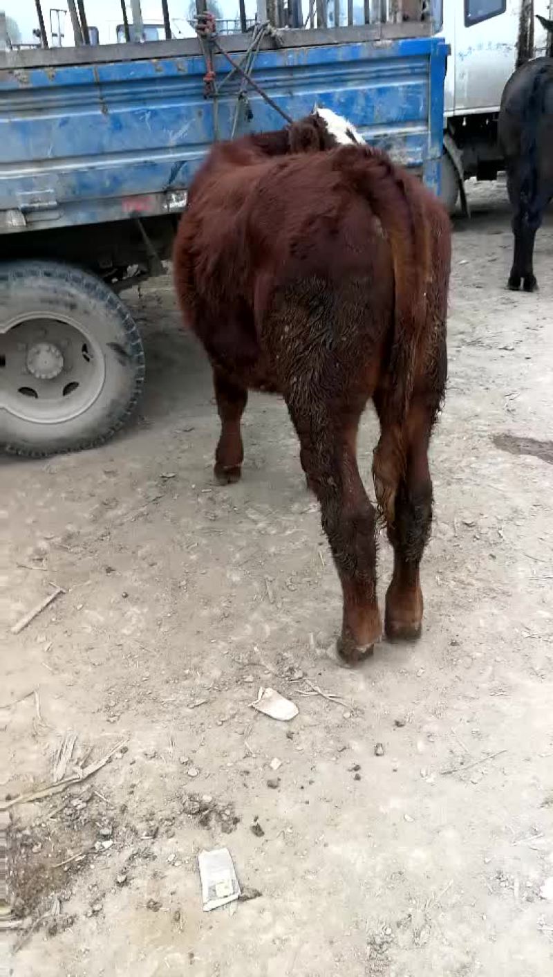 肉牛