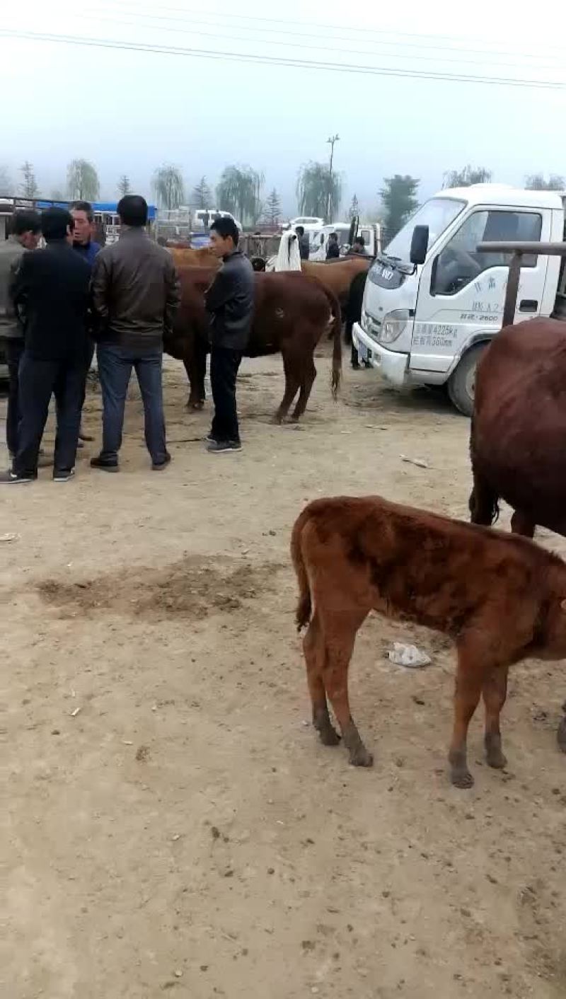 肉牛