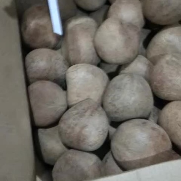 印度椰皇