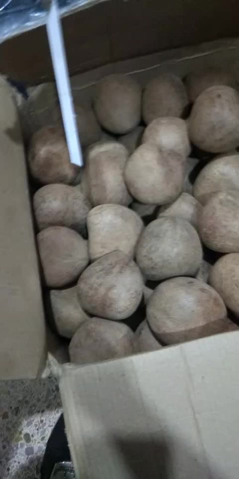印度椰皇