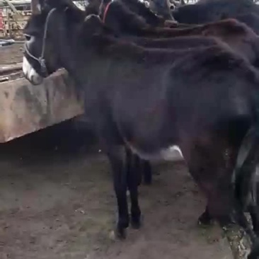 肉驴