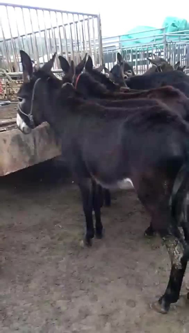 肉驴