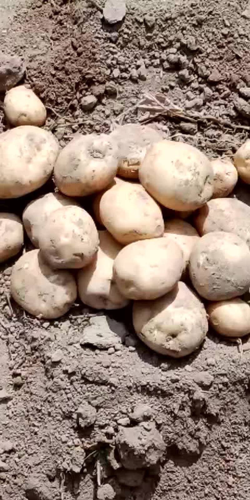 大西洋土豆