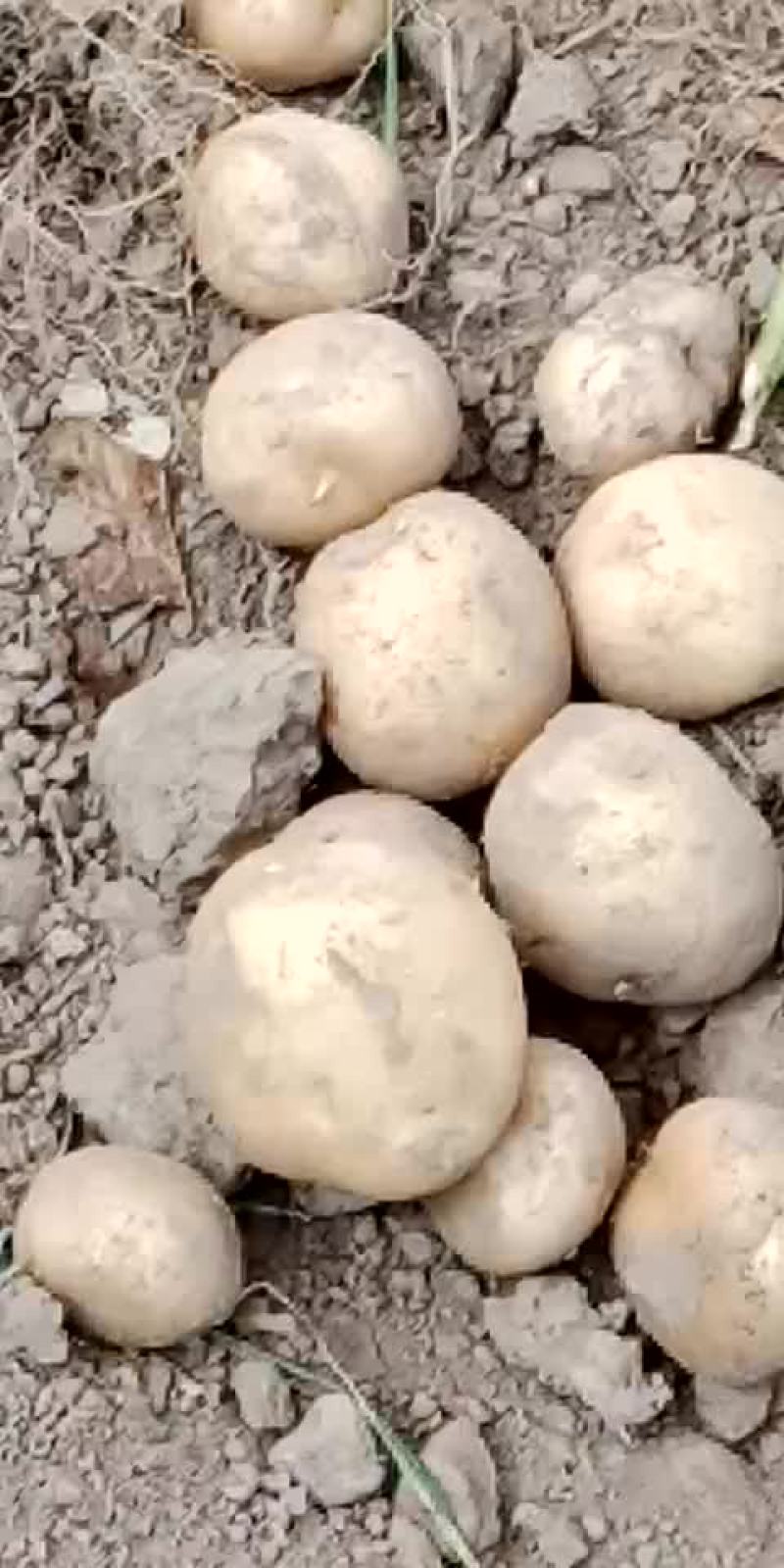 大西洋土豆