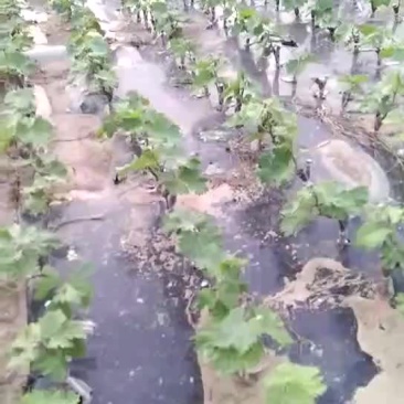 出售巨峰葡萄苗