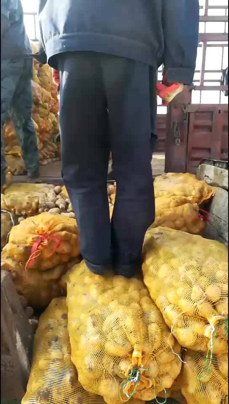 淀粉薯土豆