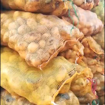 淀粉薯土豆