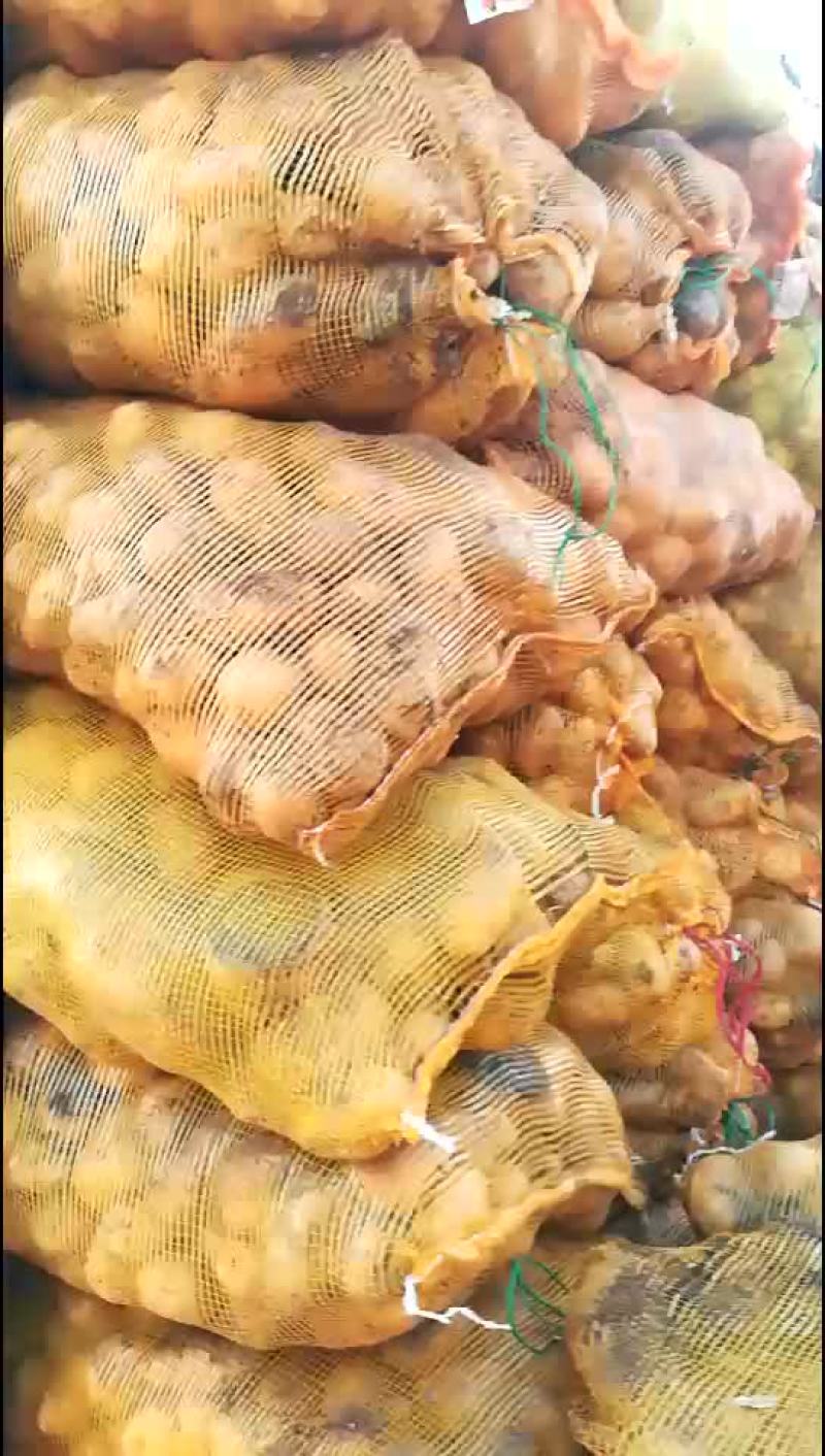 淀粉薯土豆
