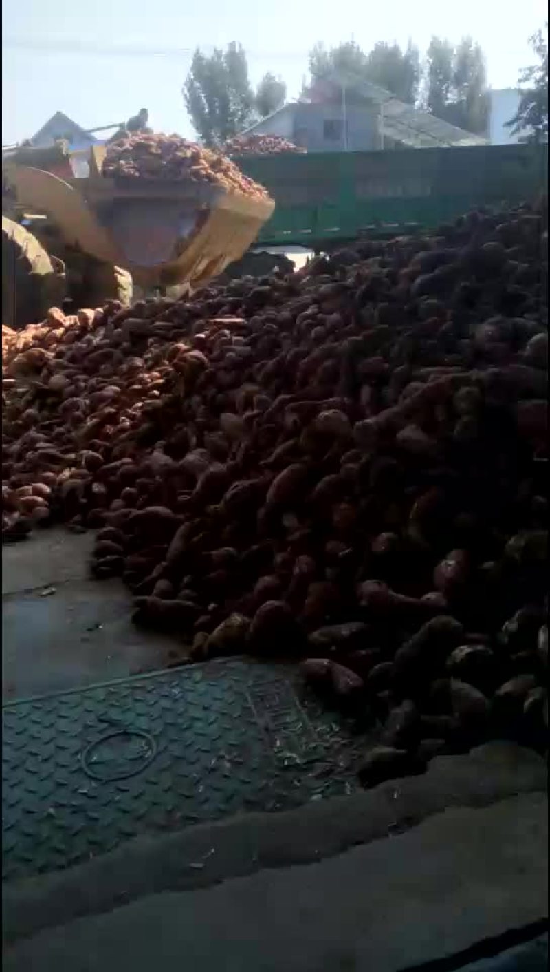 高淀粉白薯