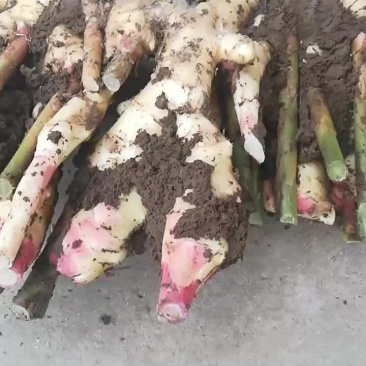 有要新鲜大姜的吗