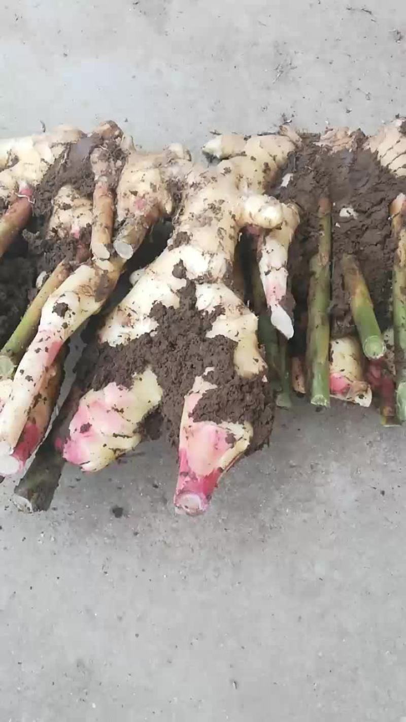 有要新鲜大姜的吗