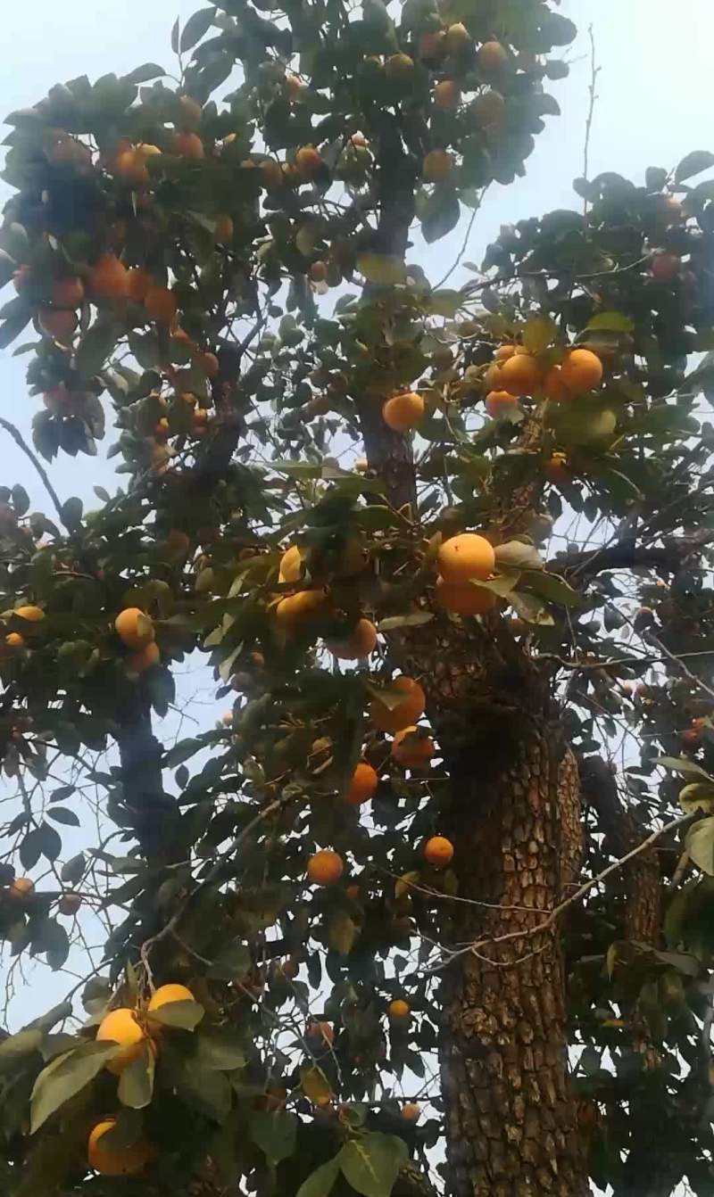 柿子