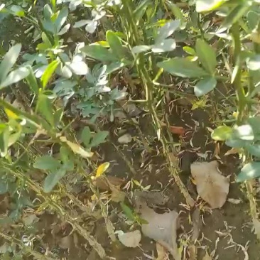 出售1年生枸橘苗枳壳苗