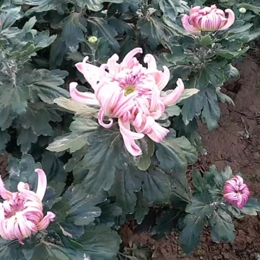 名菊(平沙落雁)