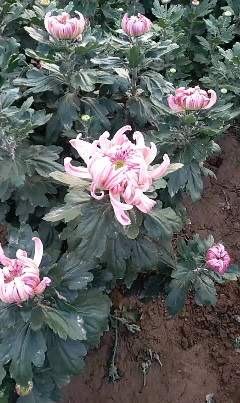名菊(平沙落雁)