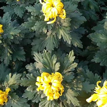 国光大黄球(名菊’