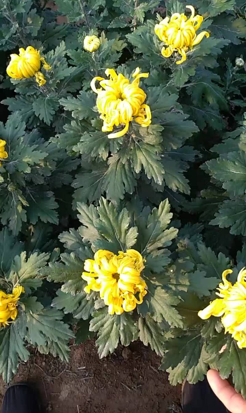 国光大黄球(名菊’