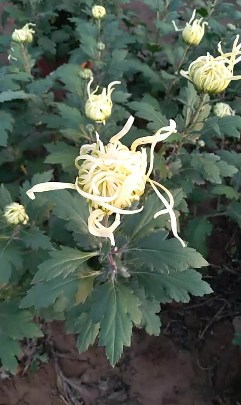 丝路花语。