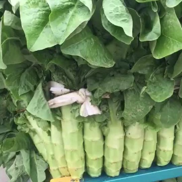 莴笋莴苣