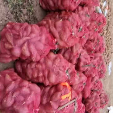 春红薯红皮白瓤个头中等