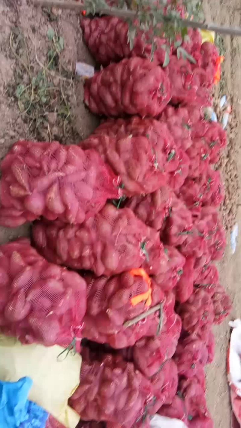 春红薯红皮白瓤个头中等