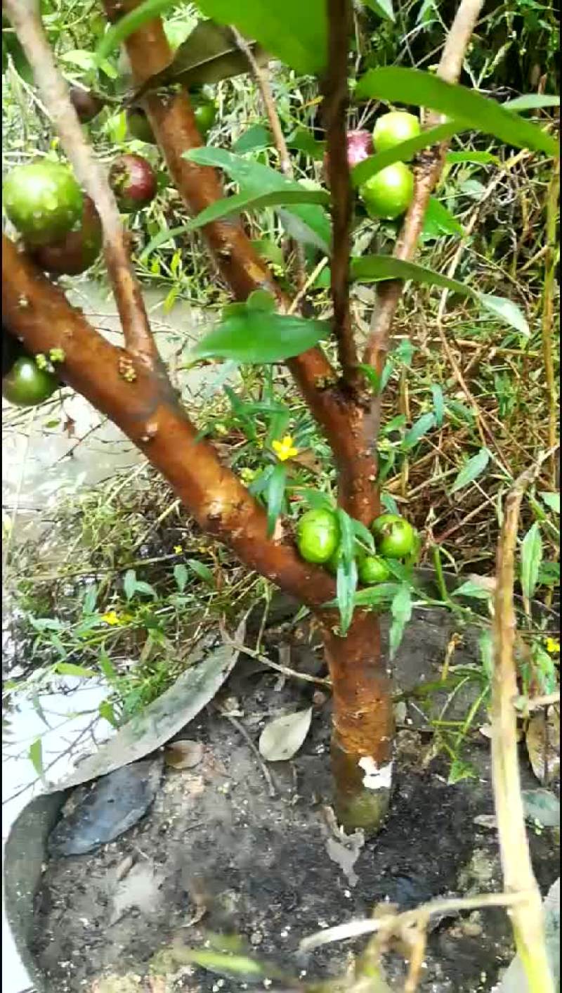 嘉宝果树，1米到米三高，，头，二公分上，