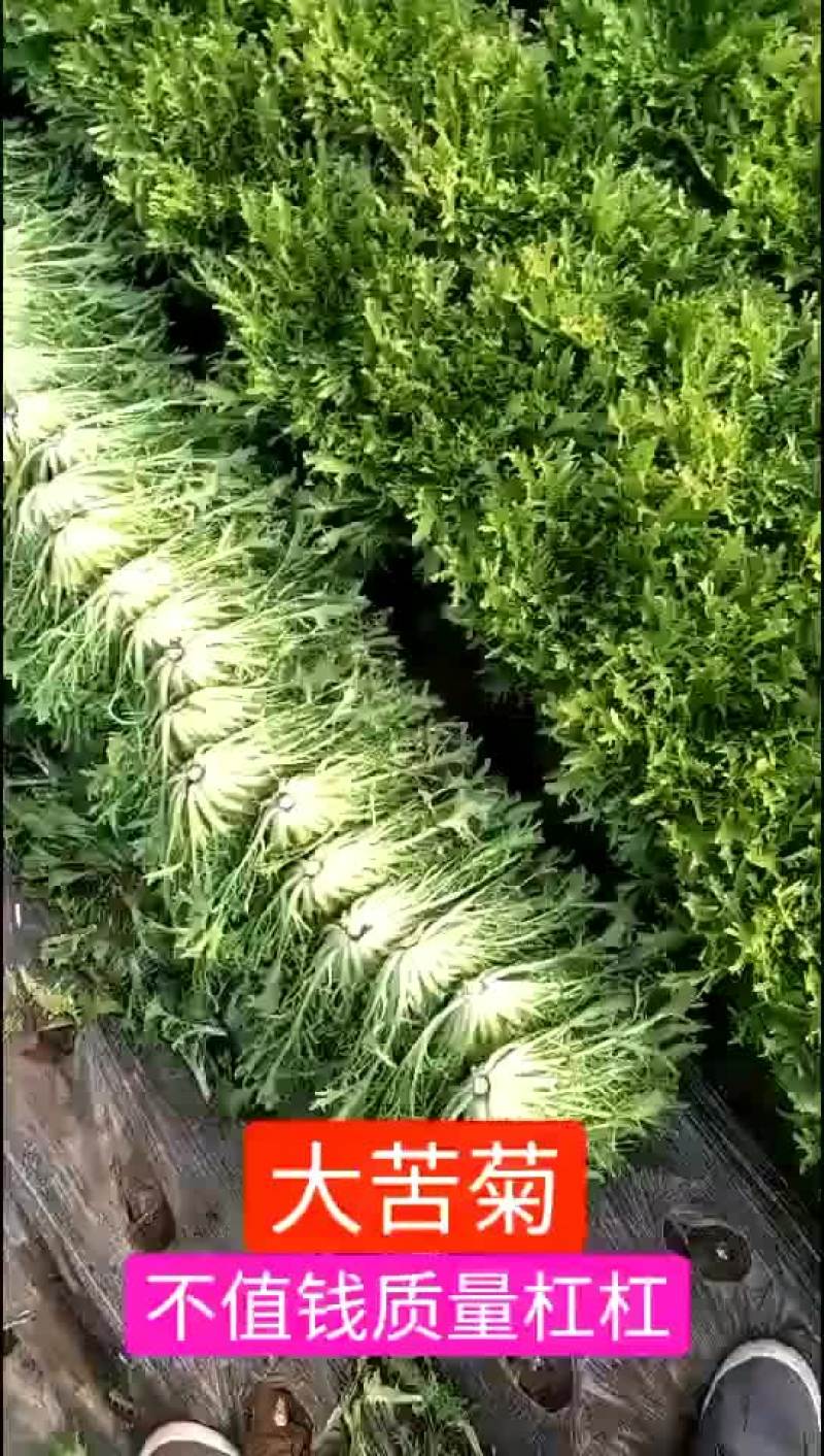 苦菊