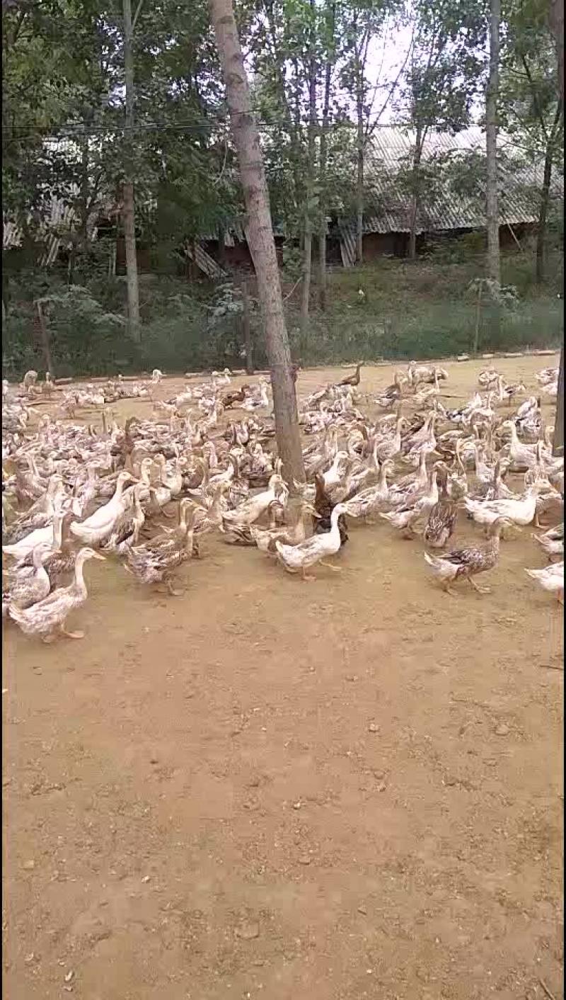 禽畜牧蛋肉