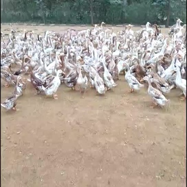 禽畜牧蛋肉