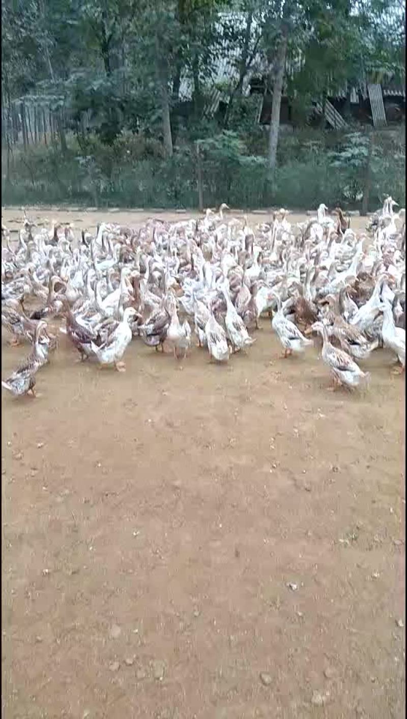 禽畜牧蛋肉